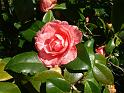 Camellia jap Roam RisortaSRBG